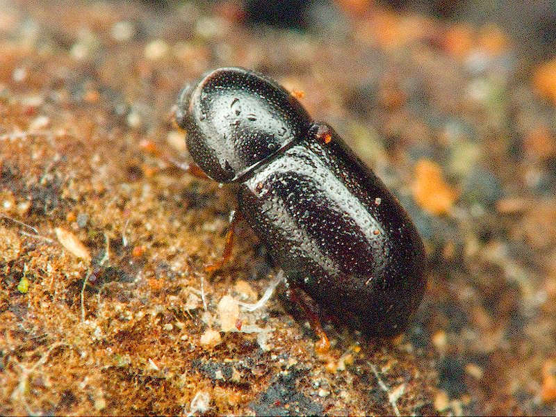 Cis jacquemartii Mellie, 1848